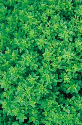 Picture of Basil Greek